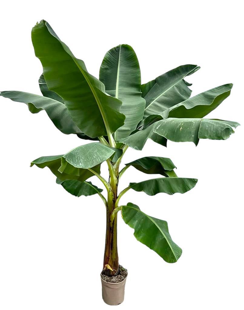Bananenplant (Musa) - 250 cm - ø30