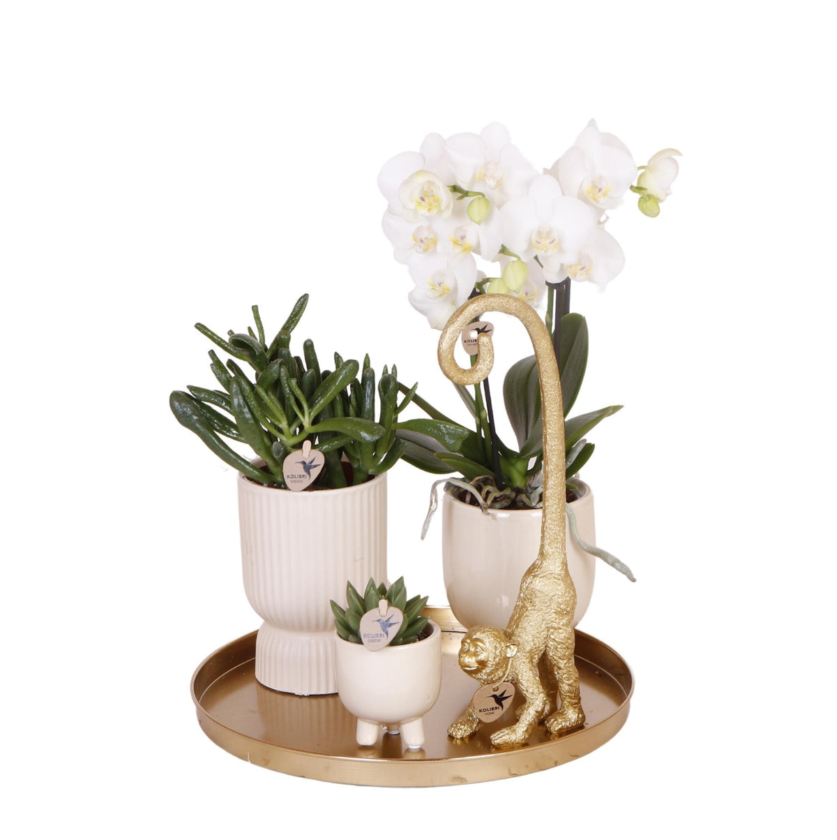 Plantenset met witte Orchidee en Succulenten incl. keramieken sierpotten