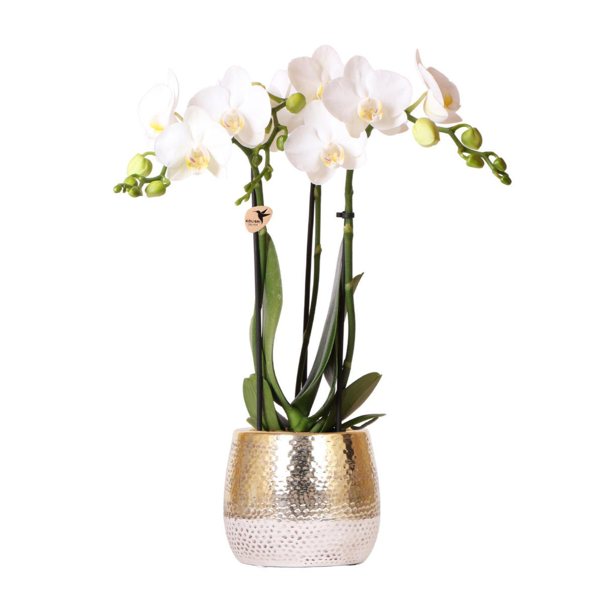 Witte Phalaenopsis orchidee – Amabilis + Elite pot gold – potmaat Ø9cm – 40cm hoog | bloeiende kamerplant in bloempot - vers van de kweker