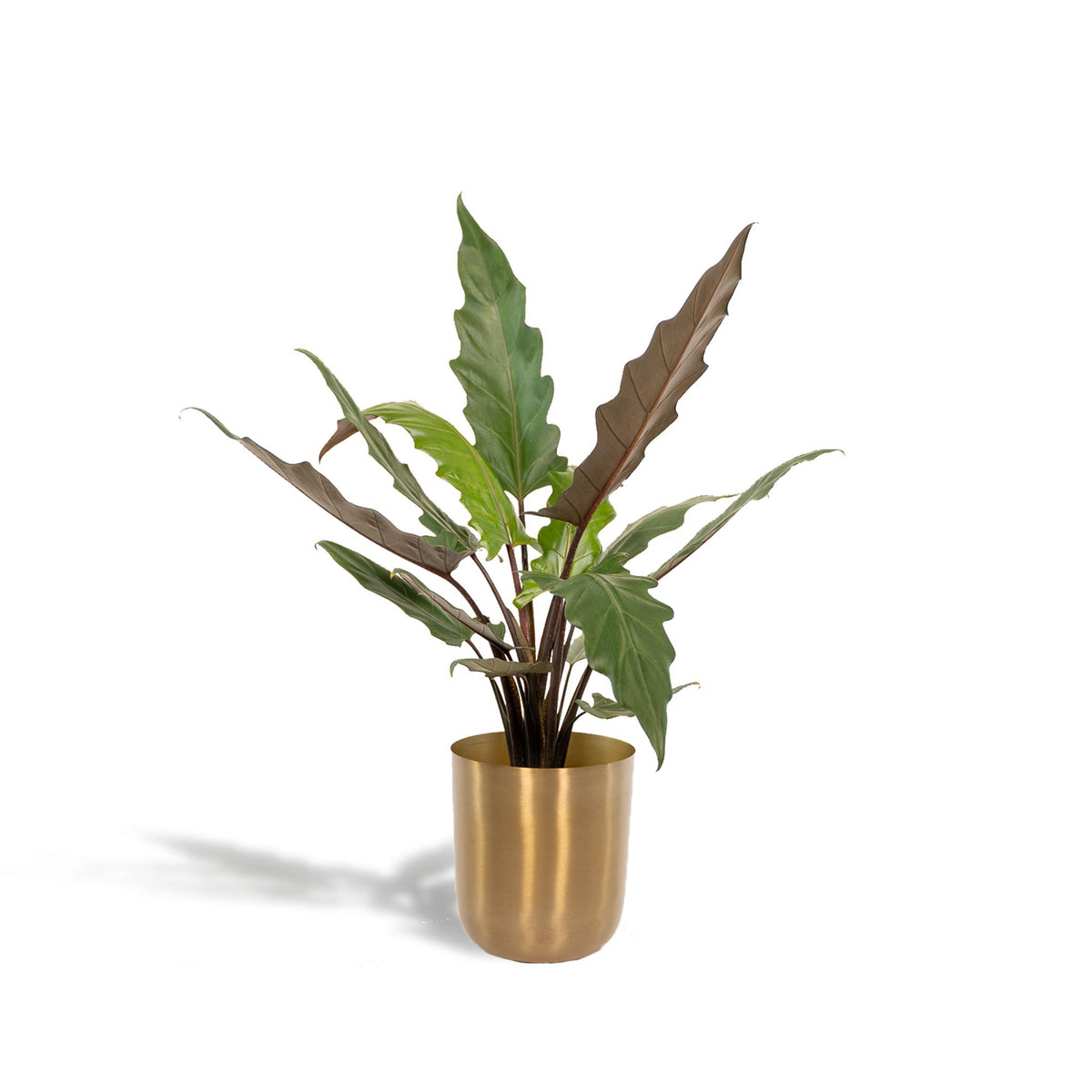 Alocasia Lauterbachiana - ↨80cm - Ø19cm + Pot Mayk Gold