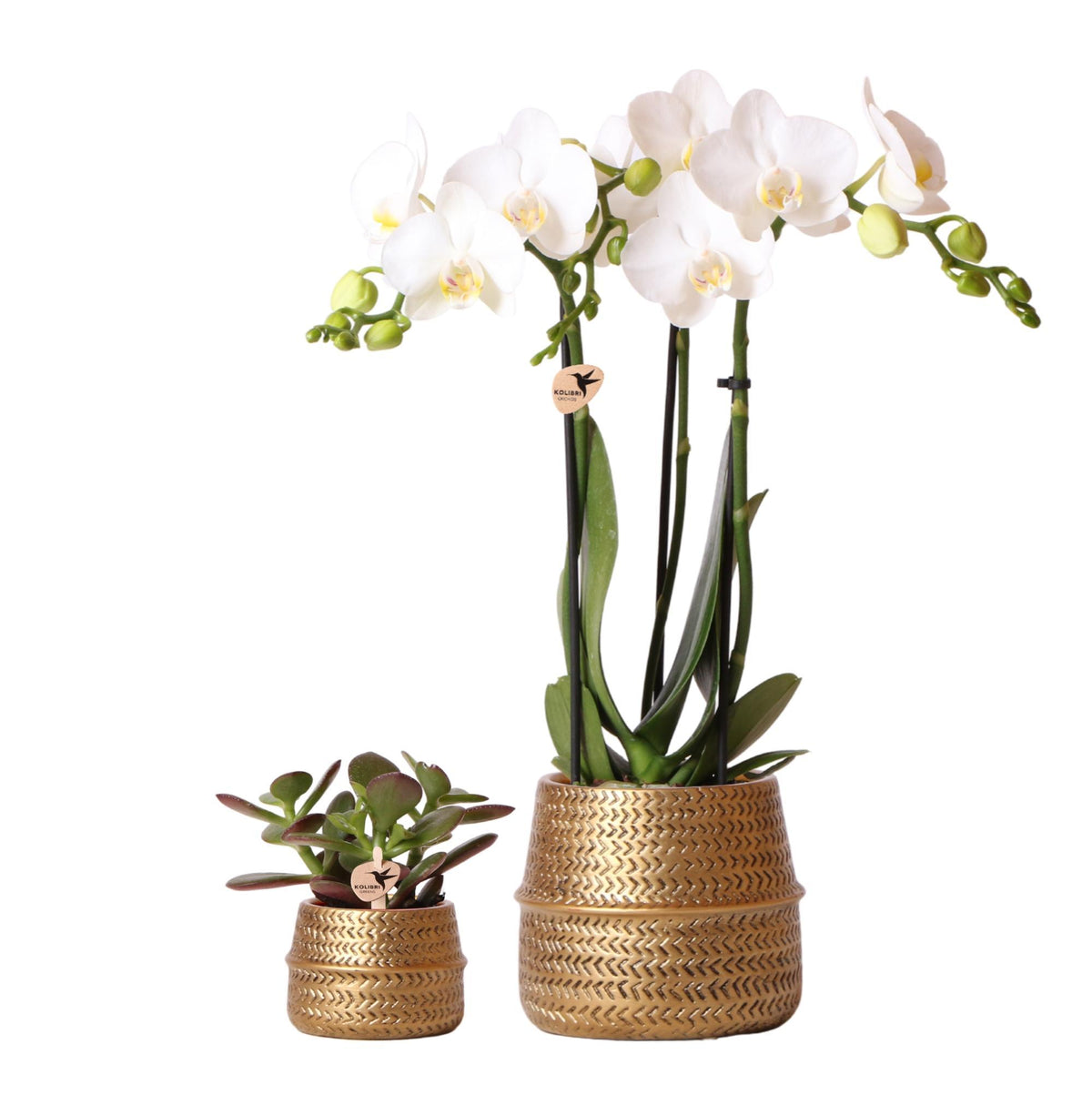 Planten set Groove goud bevat een witte Phalaenopsis orchidee Amabilis met een diameter van 9 cm en een groene Succulent Crassula Ovata met een diameter van 6 cm. Deze set wordt geleverd inclusief gouden keramieken sierpotten.