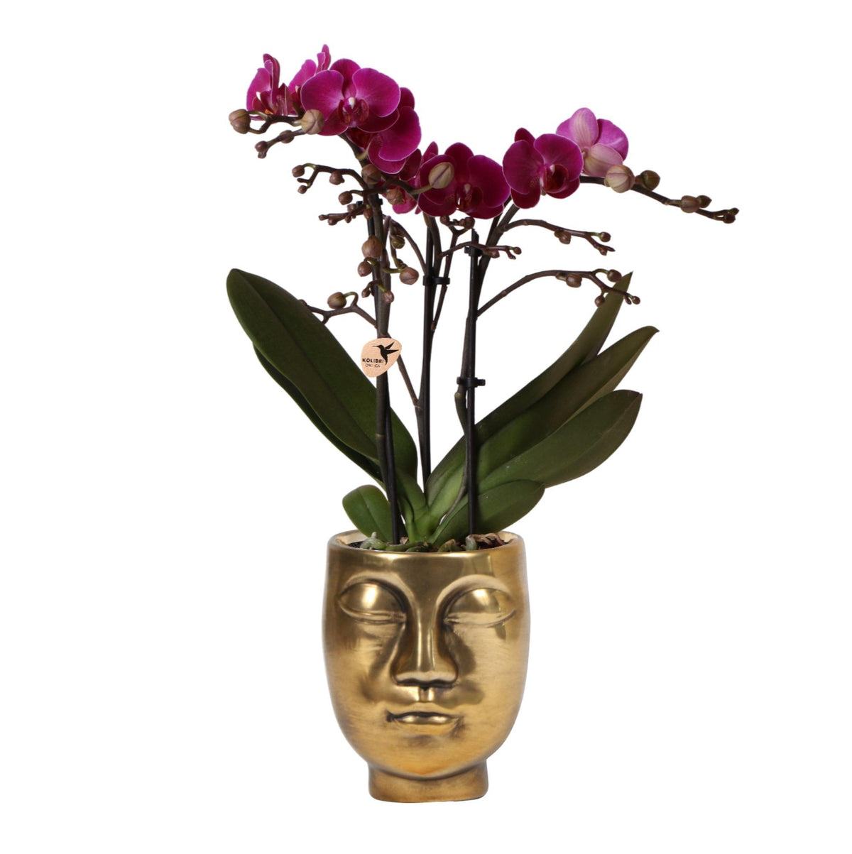Paarse Phalaenopsis orchidee - Morelia + Face to Face sierpot goud - potmaat Ø9cm - 35cm hoog | bloeiende kamerplant - vers van de kweker