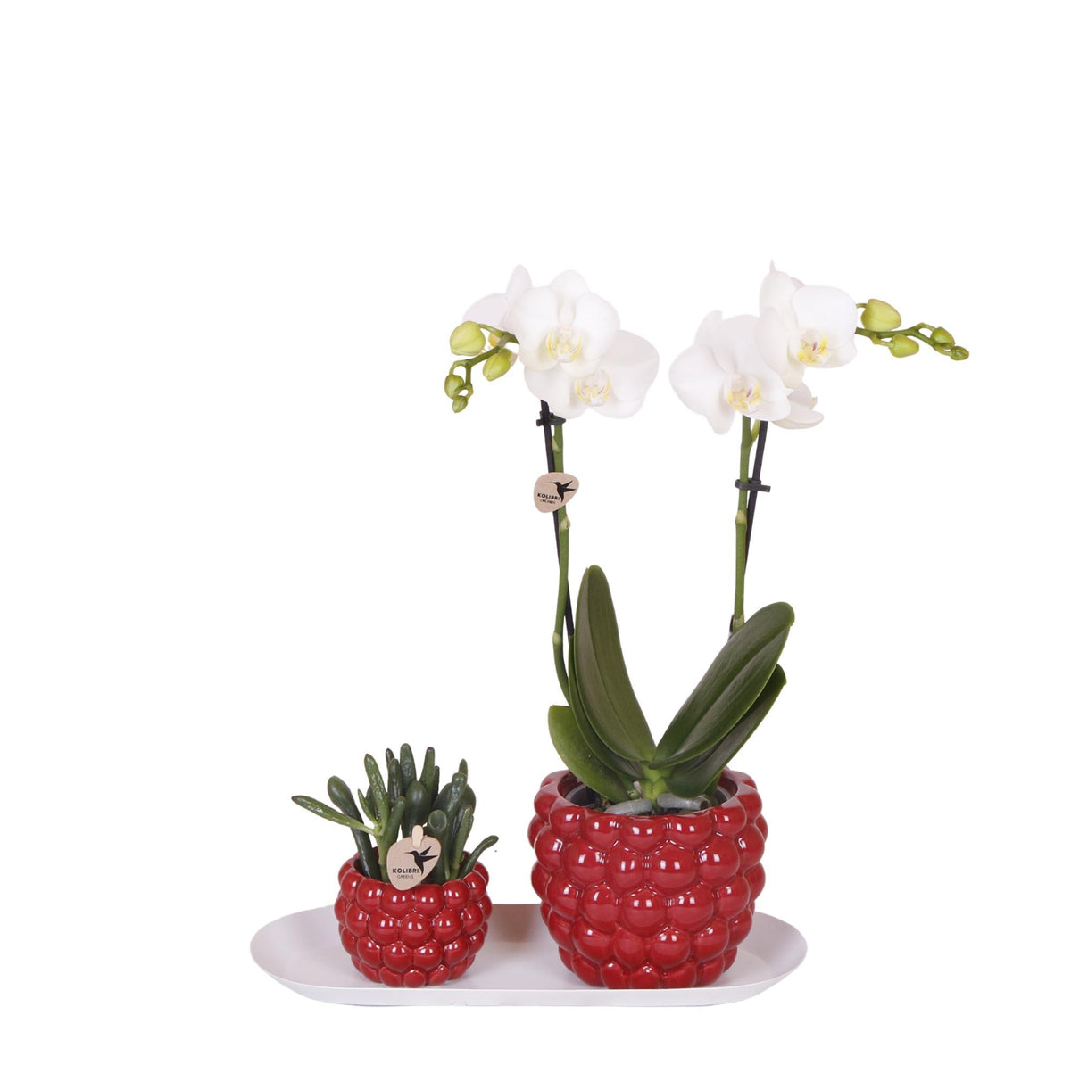 Plantenset Optimisme small| Groene planten met witte Phalaenopsis orchidee in Optimism sierpotten en witte dienblad