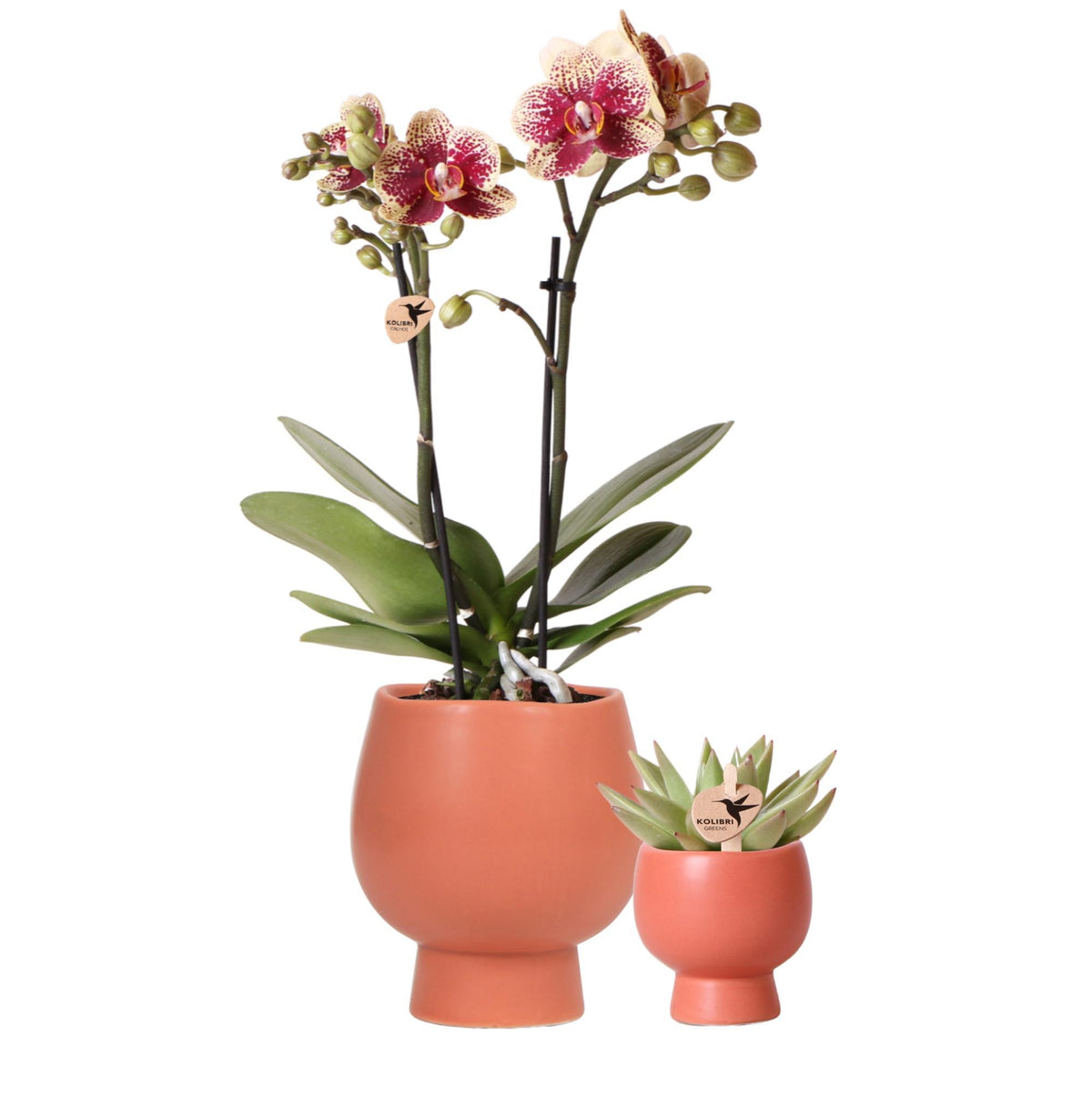 Planten set Scandic terracotta - met oranje Phalaenopsis Orchidee Ø9cm en Succulent Miranda Ø6cm - incl. keramieken sierpotten | potmaat Ø6-9cm