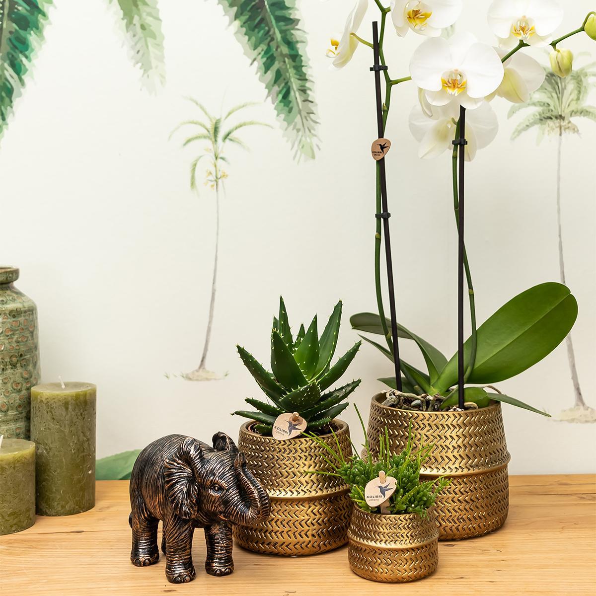 Planten set Groove goud bevat een witte Phalaenopsis orchidee Amabilis met een diameter van 9 cm en een groene Succulent Crassula Ovata met een diameter van 6 cm. Deze set wordt geleverd inclusief gouden keramieken sierpotten.