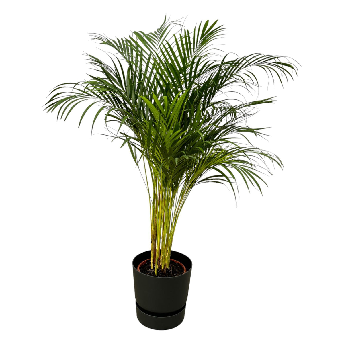 Areca palm - ↨130cm - Ø24cm inclusief elho Greenville Round zwart D30xH28