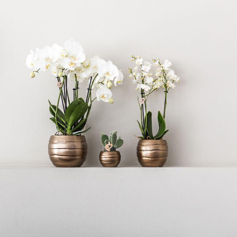 Plantenset Home Hub grey small | Groene planten met witte Phalaenopsis orchidee in koperkleurige sierpotten en zwart dienblad