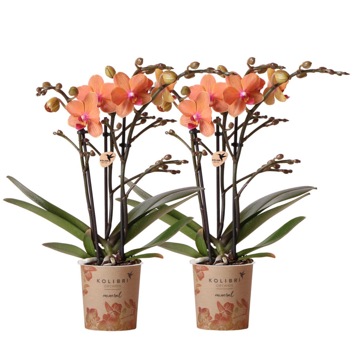 Twee oranje Phalaenopsis orchideeën in een Combi Deal, genaamd Bolzano. De orchideeën hebben een potmaat van Ø9cm en zijn bloeiende kamerplanten. Vers van de kweker.