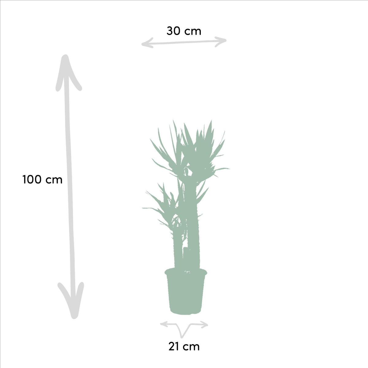 Dracaena - ↨120cm - Ø21cm + Yucca - ↨100cm - Ø21cm
