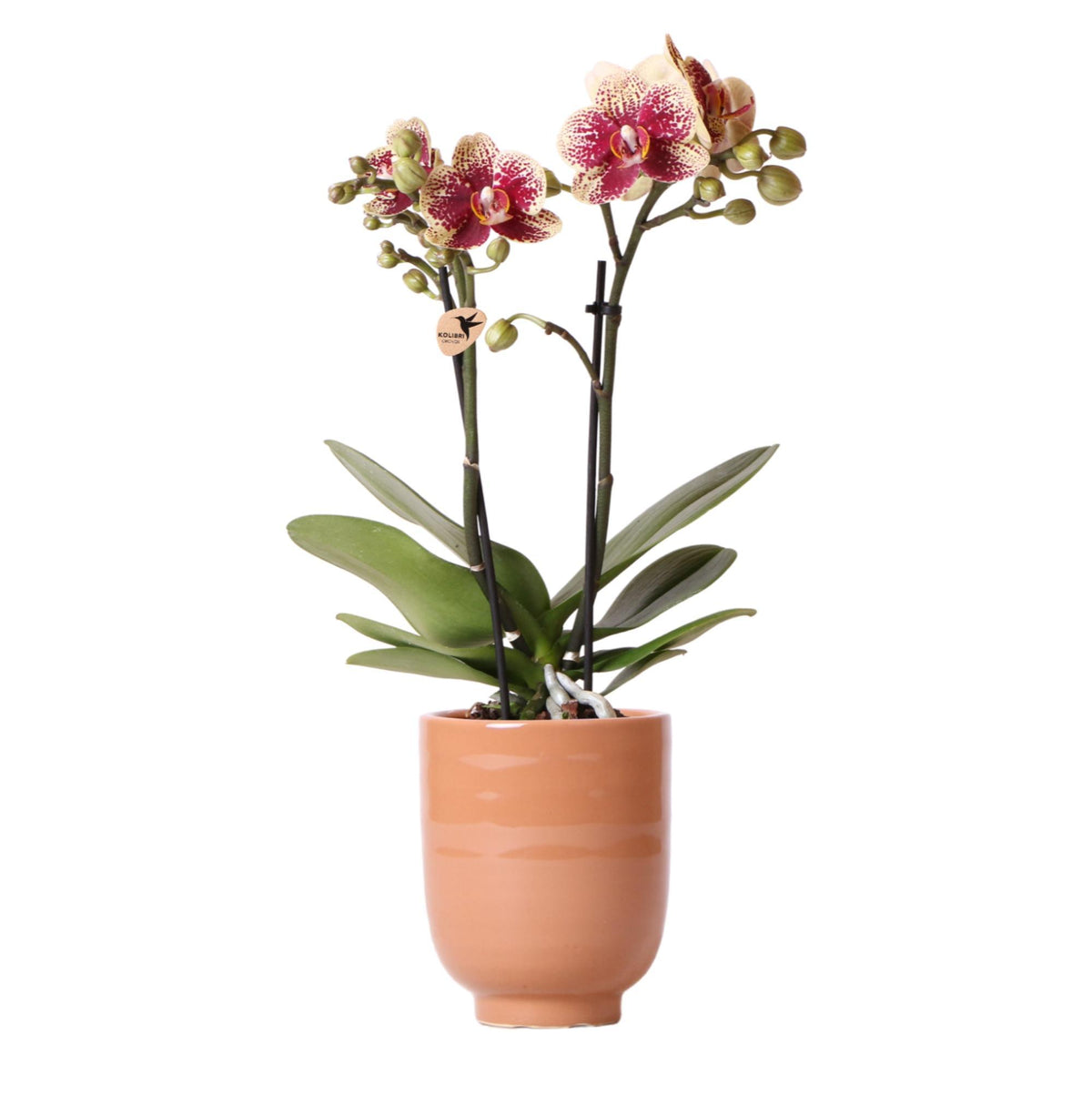 Geel rode Phalaenopsis orchidee - Spain + Glazed sierpot cognac - potmaat Ø9cm - 40 cm hoog | bloeiende kamerplant - vers van de kweker