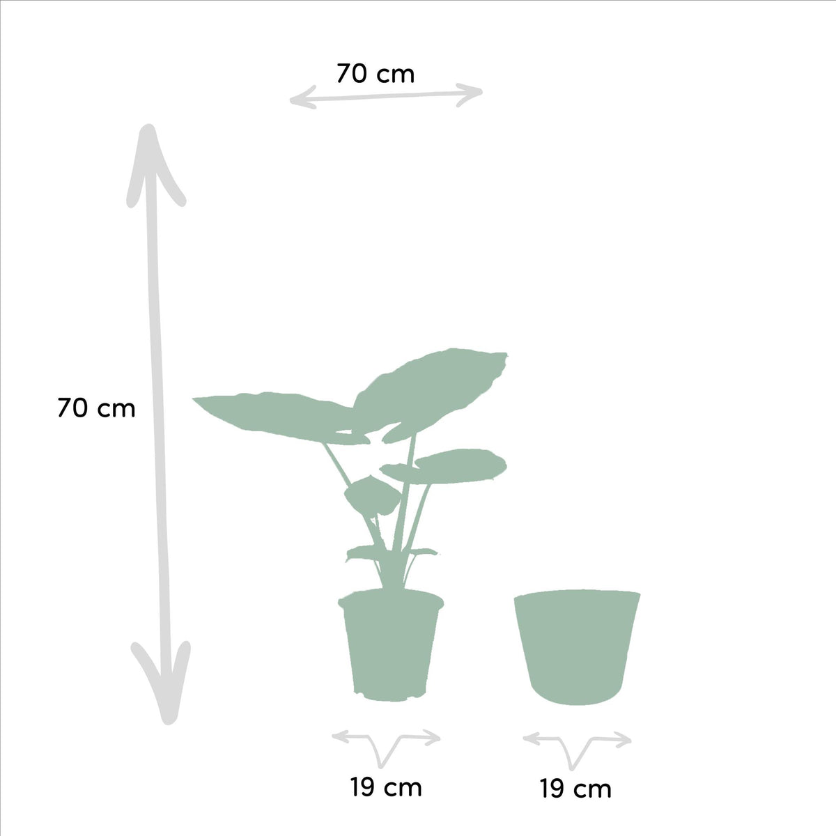 Alocasia Macrorrhiza - ↨70cm - Ø19cm + Mand Igmar