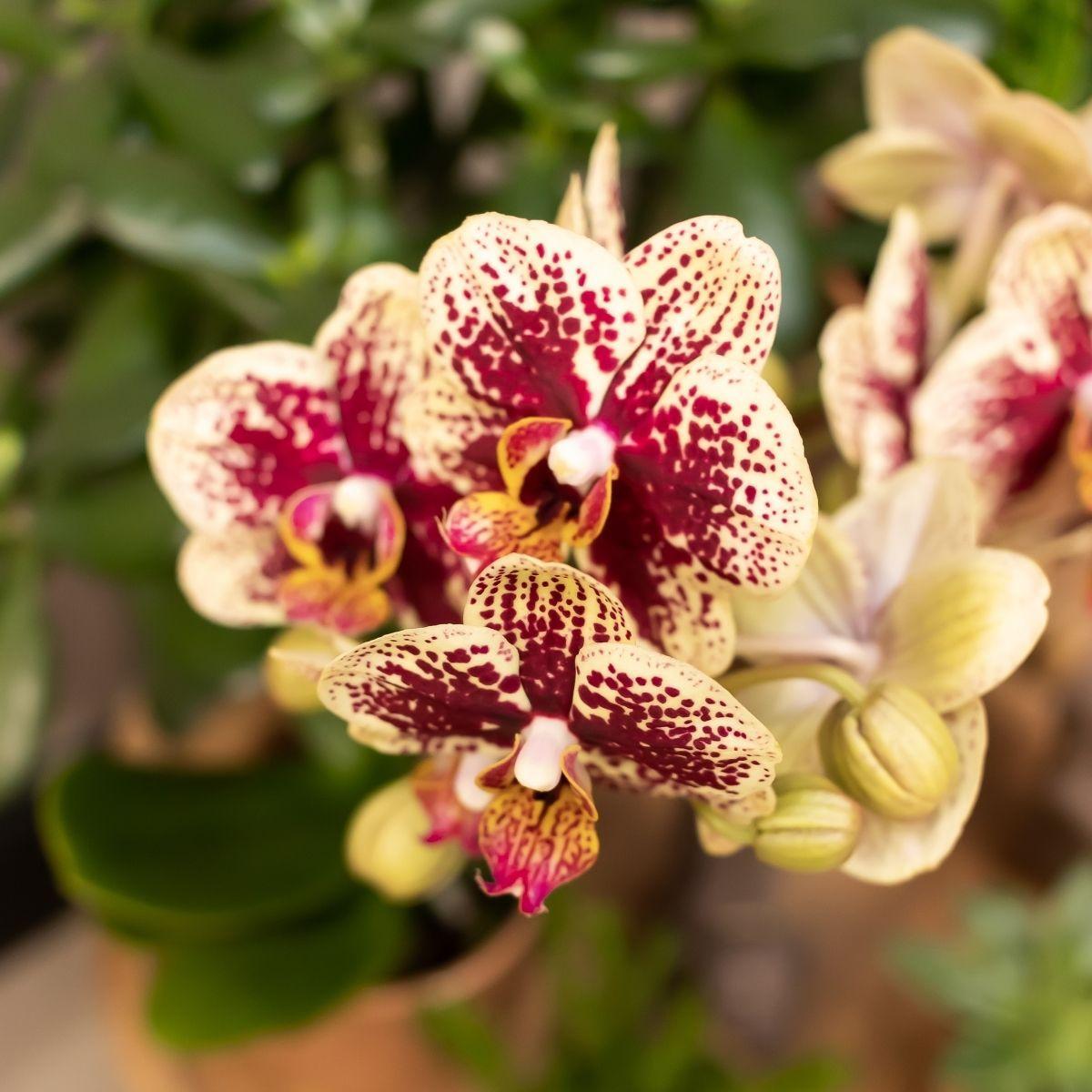 Geel rode Phalaenopsis orchidee - Spain + Glazed sierpot cognac - potmaat Ø9cm - 40 cm hoog | bloeiende kamerplant - vers van de kweker