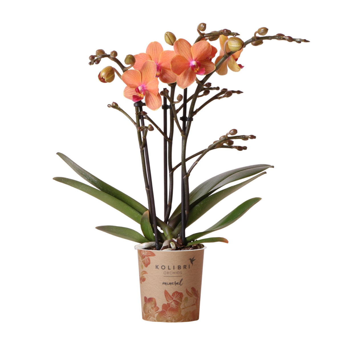 Oranje Phalaenopsis orchidee - Mineral Bolzano - potmaat Ø9cm | bloeiende kamerplant - vers van de kweker