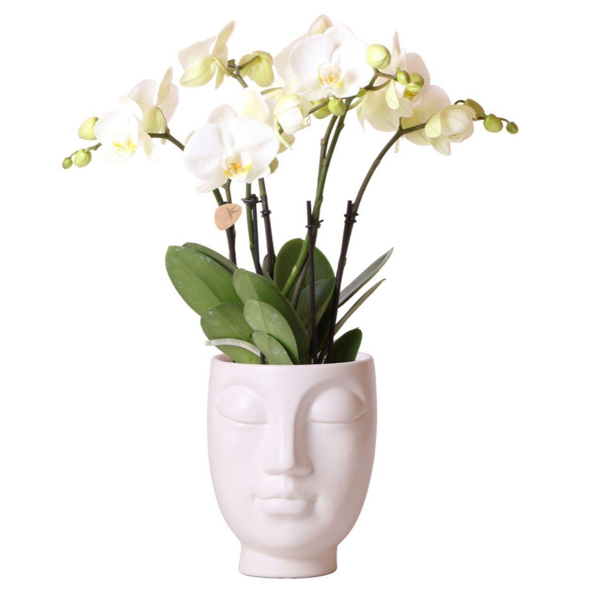 Witte Phalaenopsis orchidee Jewel Ghent in Face-2-Face white - Ø12cm