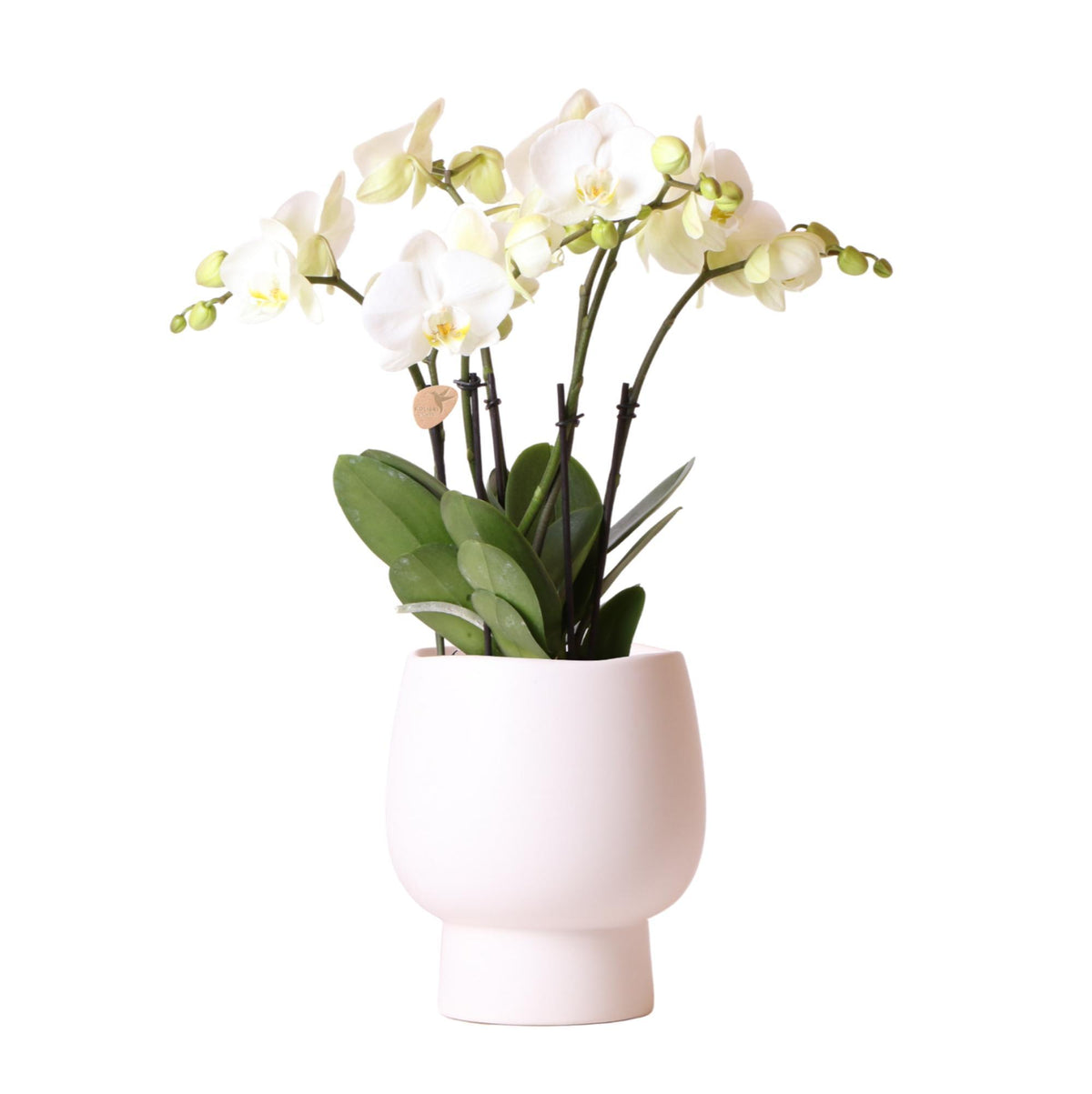 Witte Phalaenopsis orchidee potmaat - Jewel Ghent + Scandic witte sierpot - potmaat Ø12cm | bloeiende kamerplant - vers van de kweker