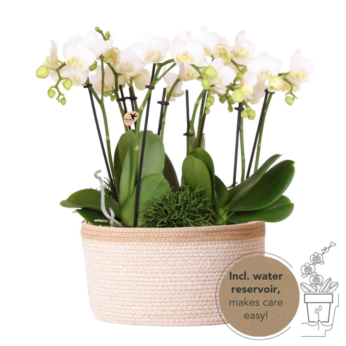 3 witte orchideeën en 3 groene planten in een witte plantenset met waterreservoir, inclusief een Jungle Bouquet in het wit met een zelfvoorzienend waterreservoir.