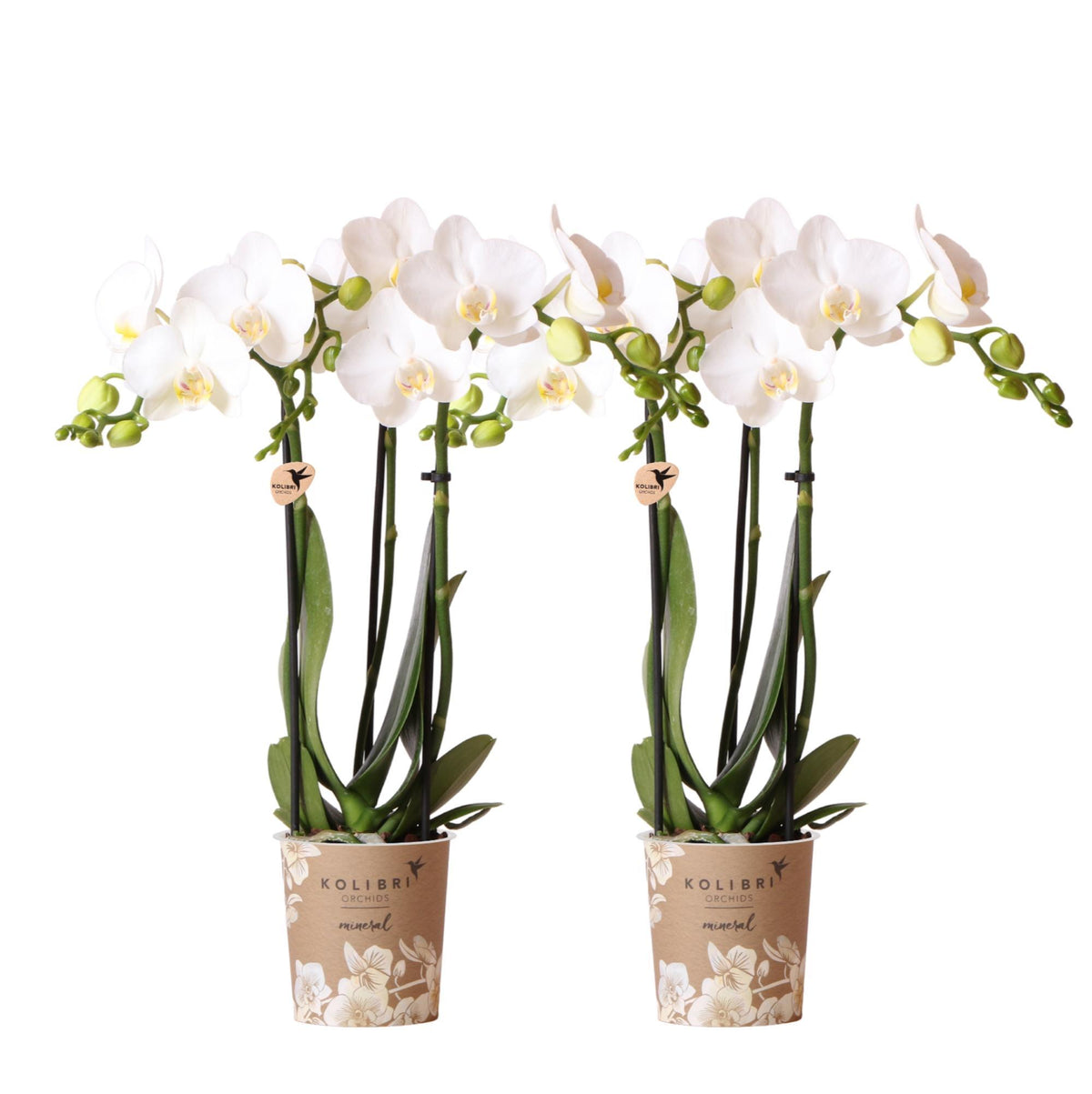 2 witte Phalaenopsis orchideeën in een COMBI DEAL, Amabilis variant, met een potmaat van Ø9cm. Deze bloeiende kamerplanten zijn vers van de kweker.