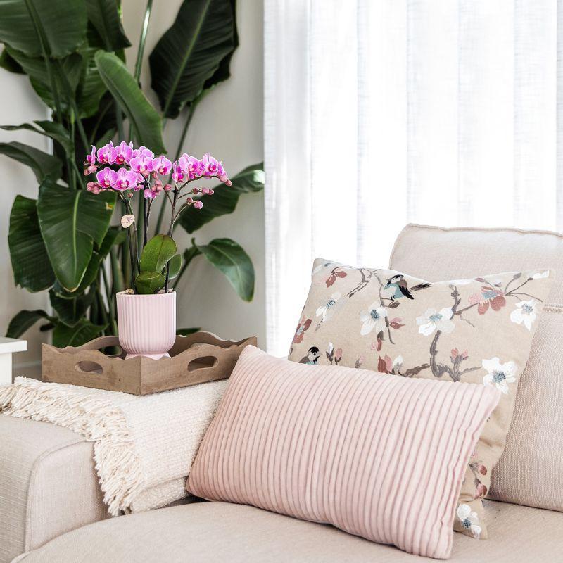 Kleine groene plantenset met Phalaenopsis orchideeën in sierpotten van Floral Blush pink en een wit dienblad.