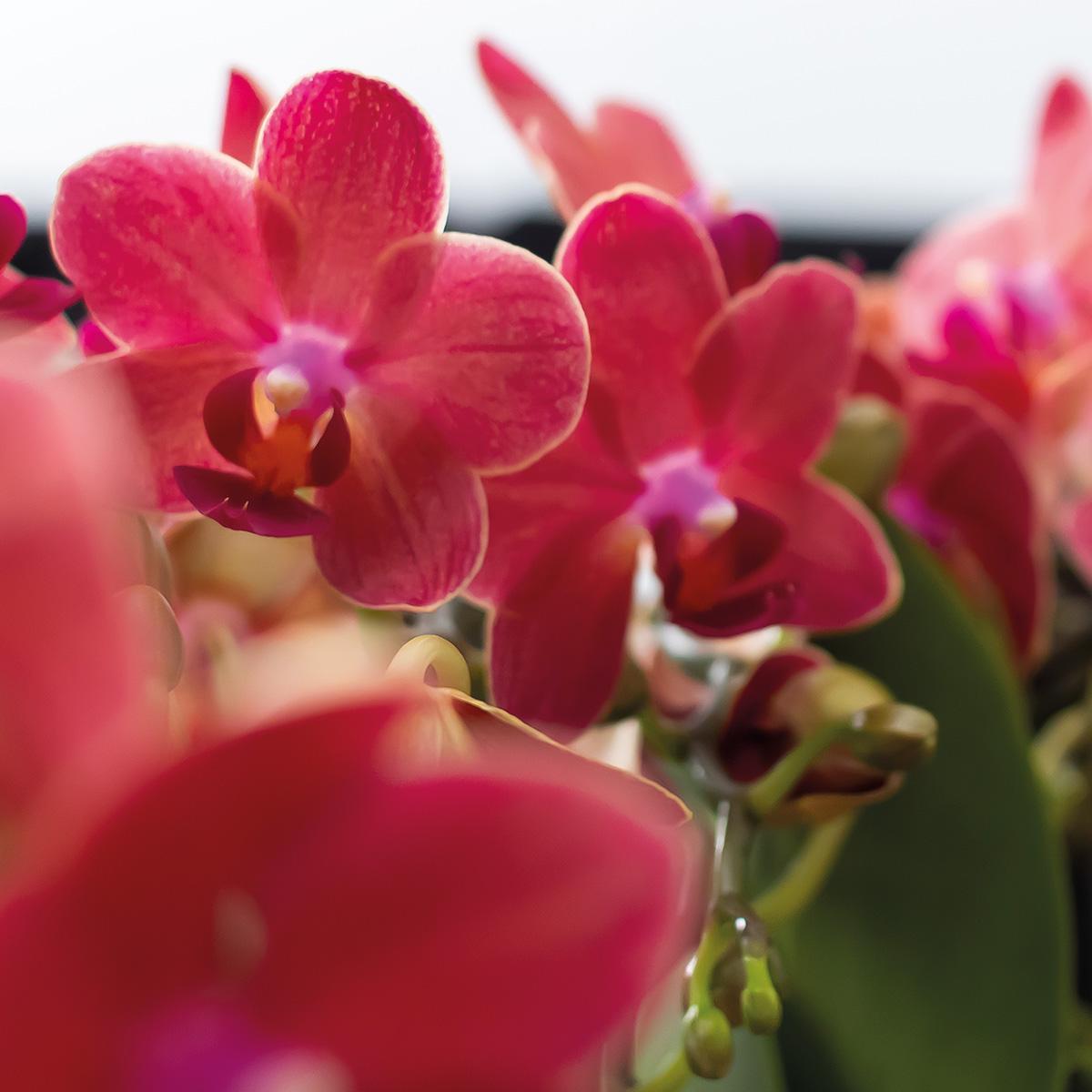 2 rode Phalaenopsis orchideeën - Congo - potmaat Ø9cm, een bloeiende kamerplant rechtstreeks van de kweker.