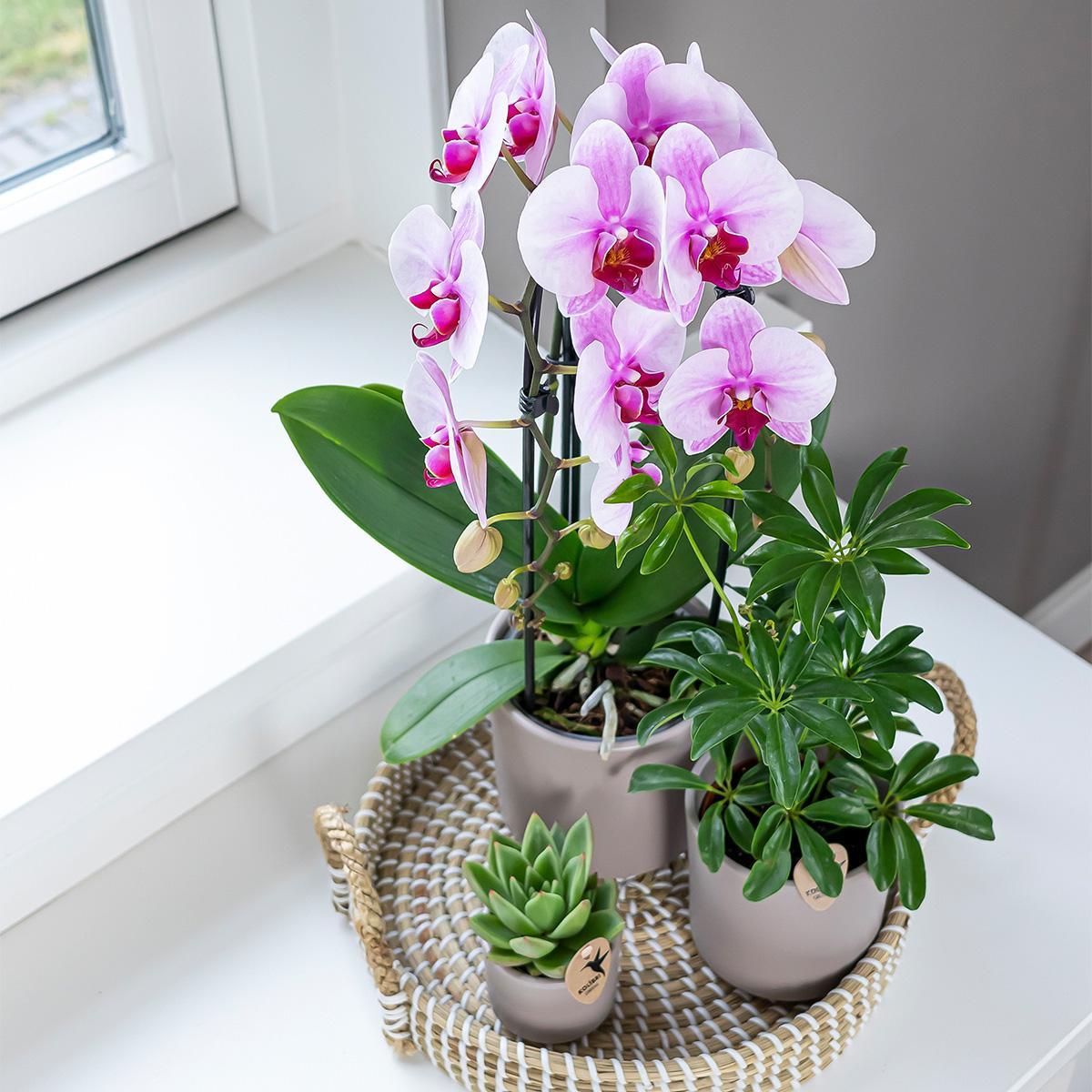 Roze Phalaenopsis orchidee - Niagara Fall- potmaat Ø12cm | bloeiende kamerplant - vers van de kweker