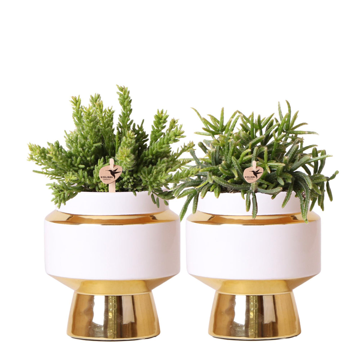 Rhipsalis wordt geleverd als set van 2 planten in gouden Le Chic sierpotten van keramiek, met een potmaat van Ø9cm.