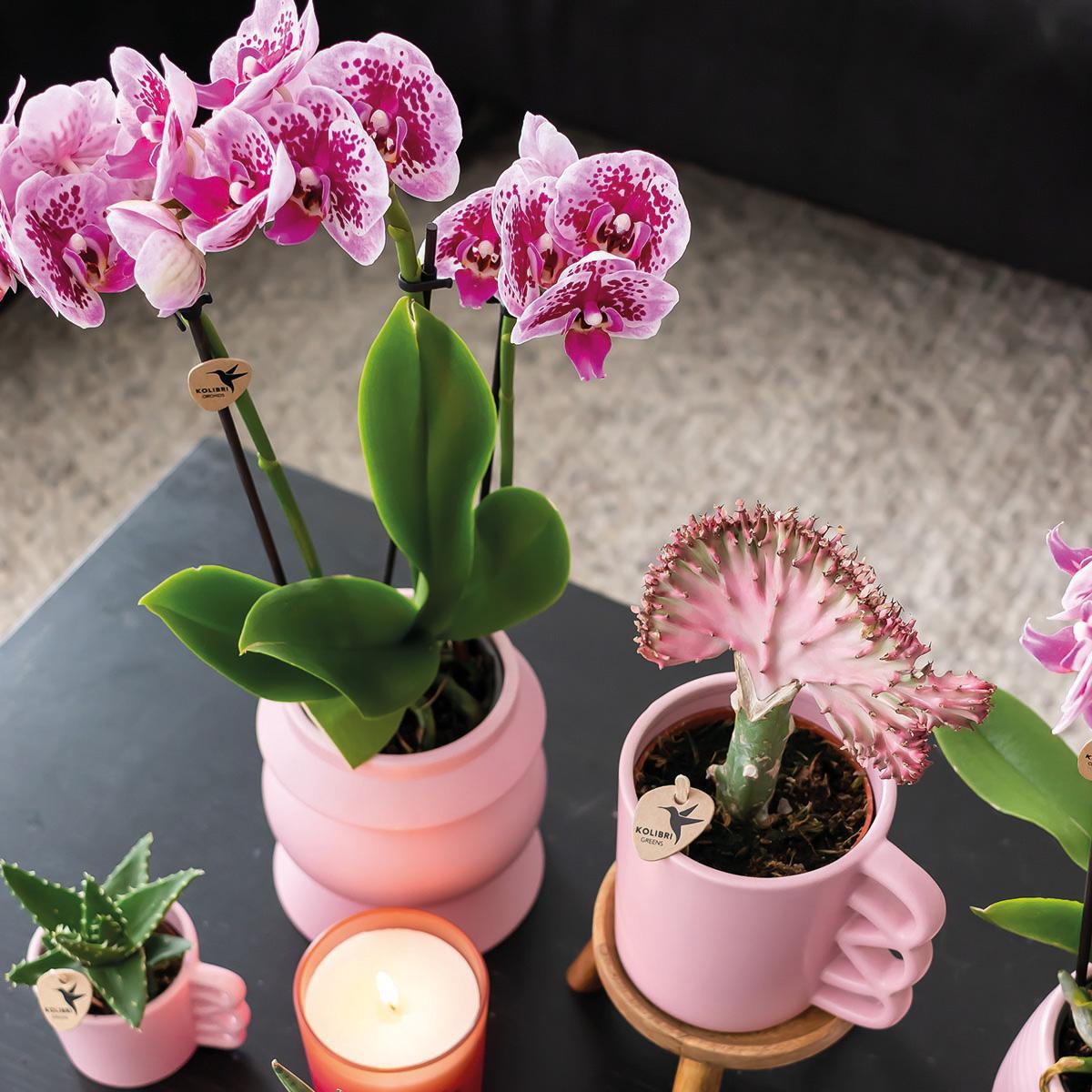 2 roze paarse phalaenopsis orchideeën El Salvador, in een potmaat van Ø9cm. Bloeiende kamerplanten vers van de kweker.