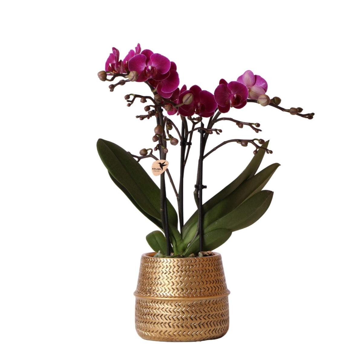 Paarse phalaenopsis orchidee - Morelia + Groove sierpot goud - potmaat Ø9cm - 35cm hoog | bloeiende kamerplant - vers van de kweker