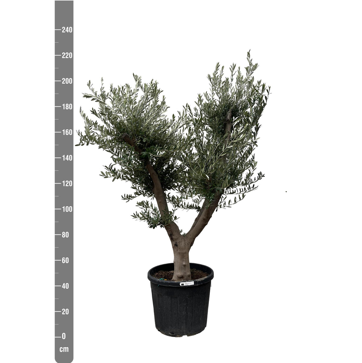 Olea Europaea Cultivo - 225cm- Ø60
