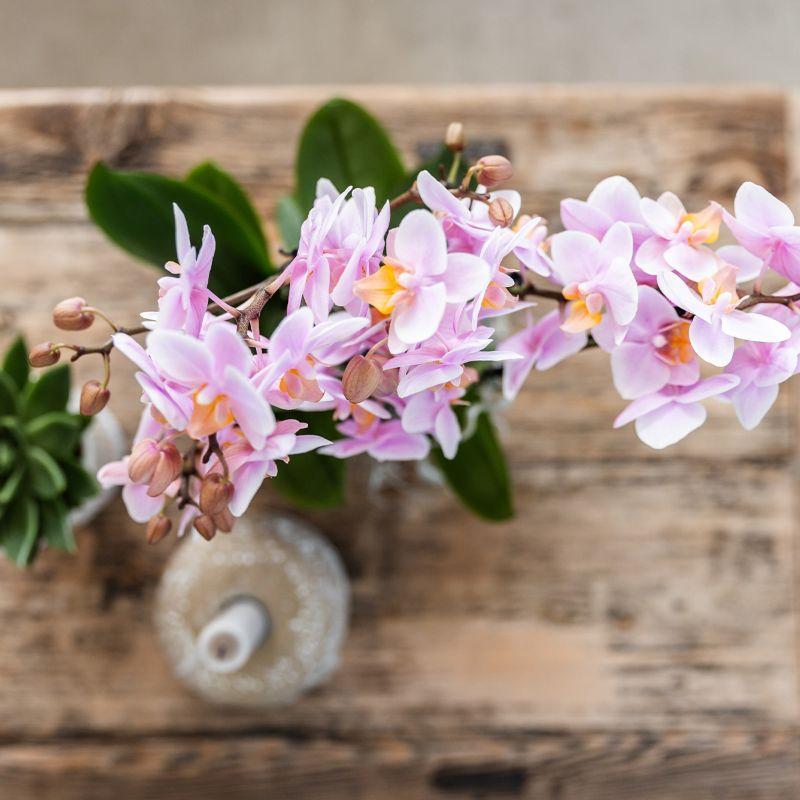 Kleine groene plantenset met Phalaenopsis orchideeën in sierpotten van Floral Blush pink en een wit dienblad.