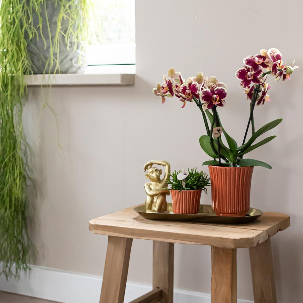 Plantenset Culture Cocktail terracotta small bevat groene planten, inclusief een Phalaenopsis orchidee, in retro terracotta sierpotten en een gouden dienblad.
