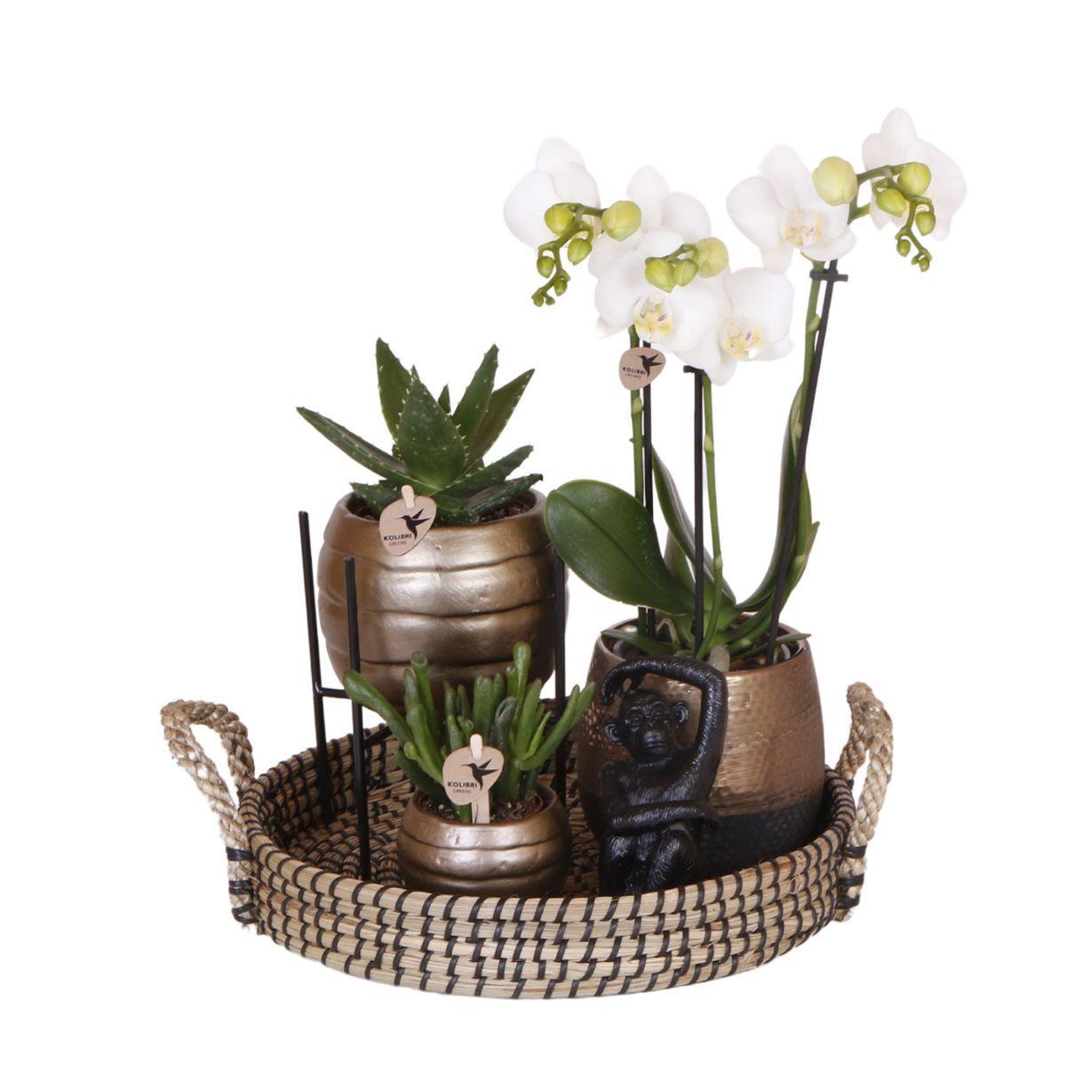 Home Hub Gift Set: Inclusief prachtige Phalaenopsis Orchidee en Succulenten met keramieken sierpotten.