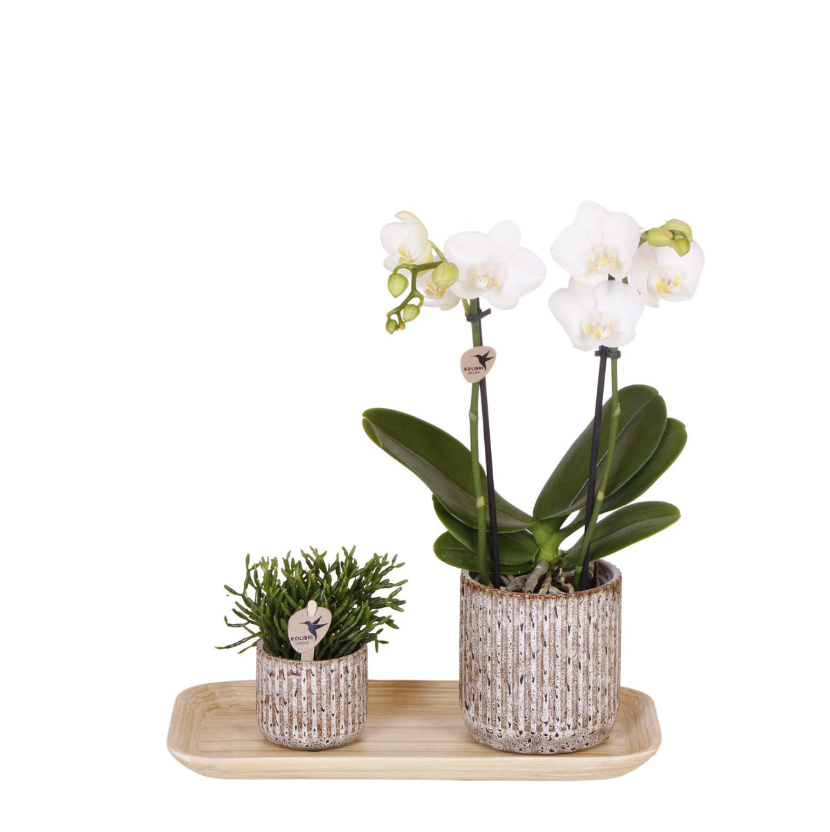 Plantenset Untamed Nature small | Groene planten met Phalaenopsis orchidee in Jaguar sierpotten en bamboe dienblad