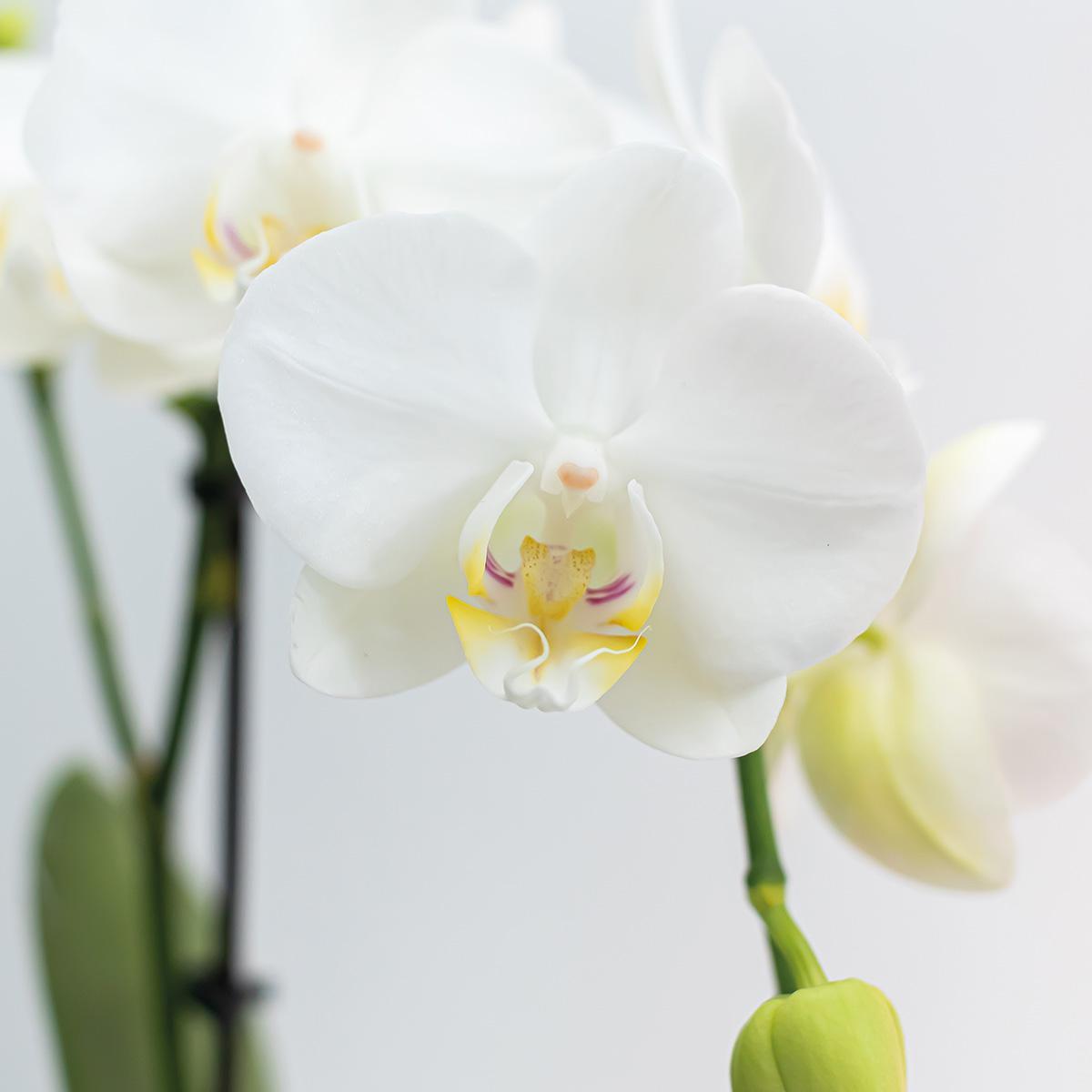 2 witte Phalaenopsis orchideeën in een COMBI DEAL, Amabilis variant, met een potmaat van Ø9cm. Deze bloeiende kamerplanten zijn vers van de kweker.