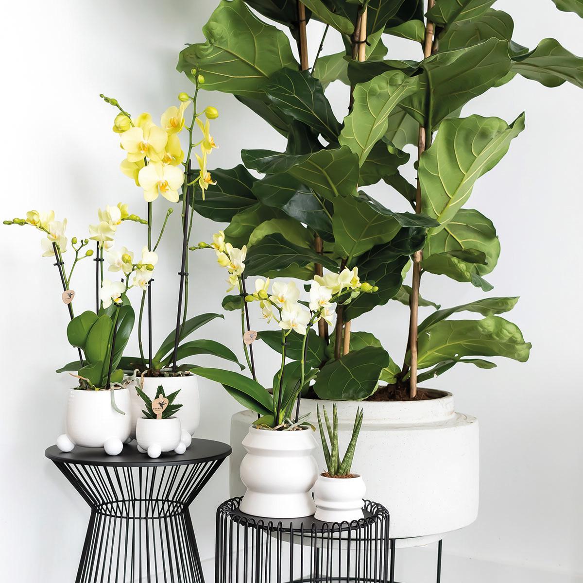 Set van 3 Rhipsalis mix planten, inclusief keramieken sierpotten met een diameter van 9 cm.