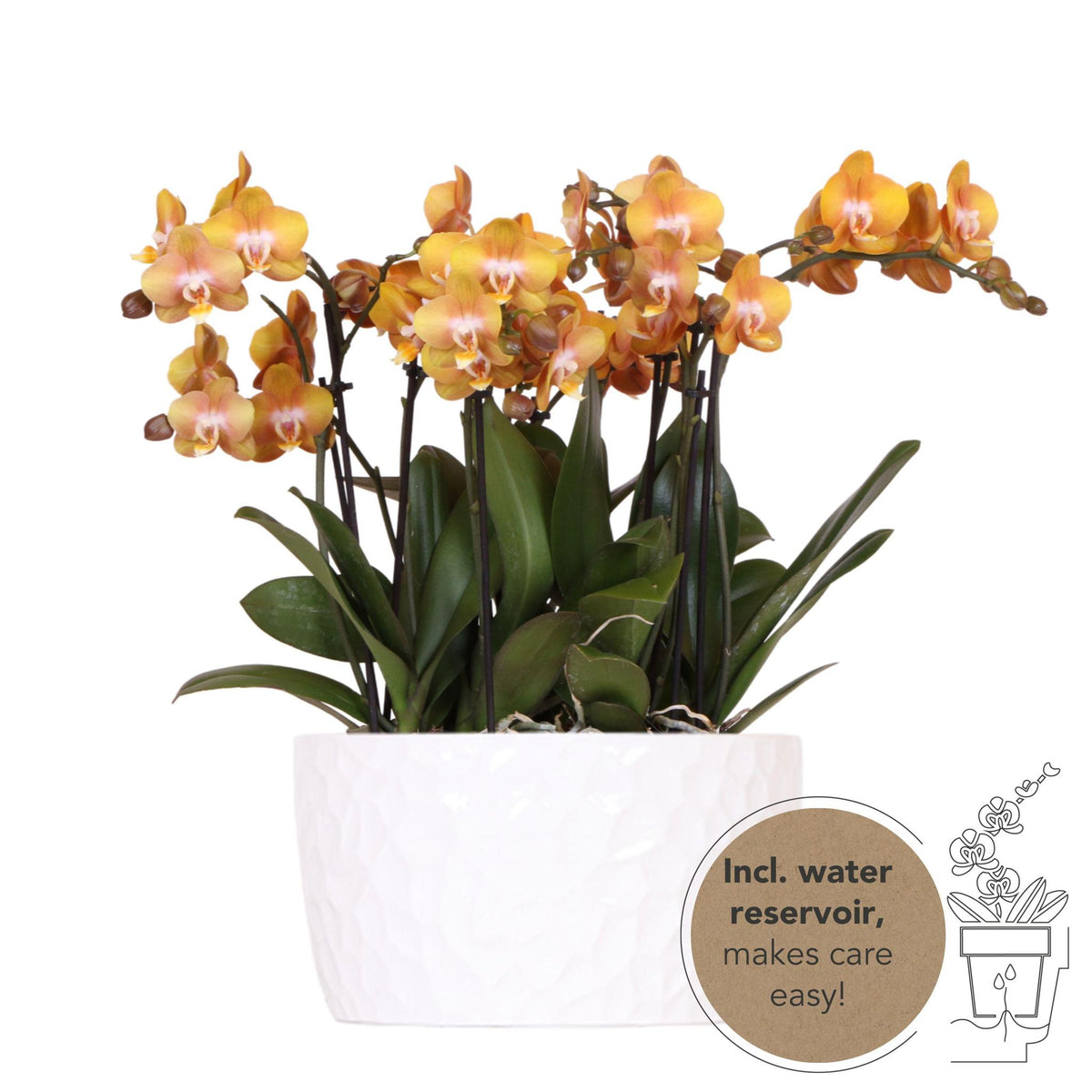Oranje orchideeënset met waterreservoir en Honey dish, inclusief drie Las Vegas orchideeën van 12 cm en een Mono Bouquet in het wit met zelfvoorzienend waterreservoir.