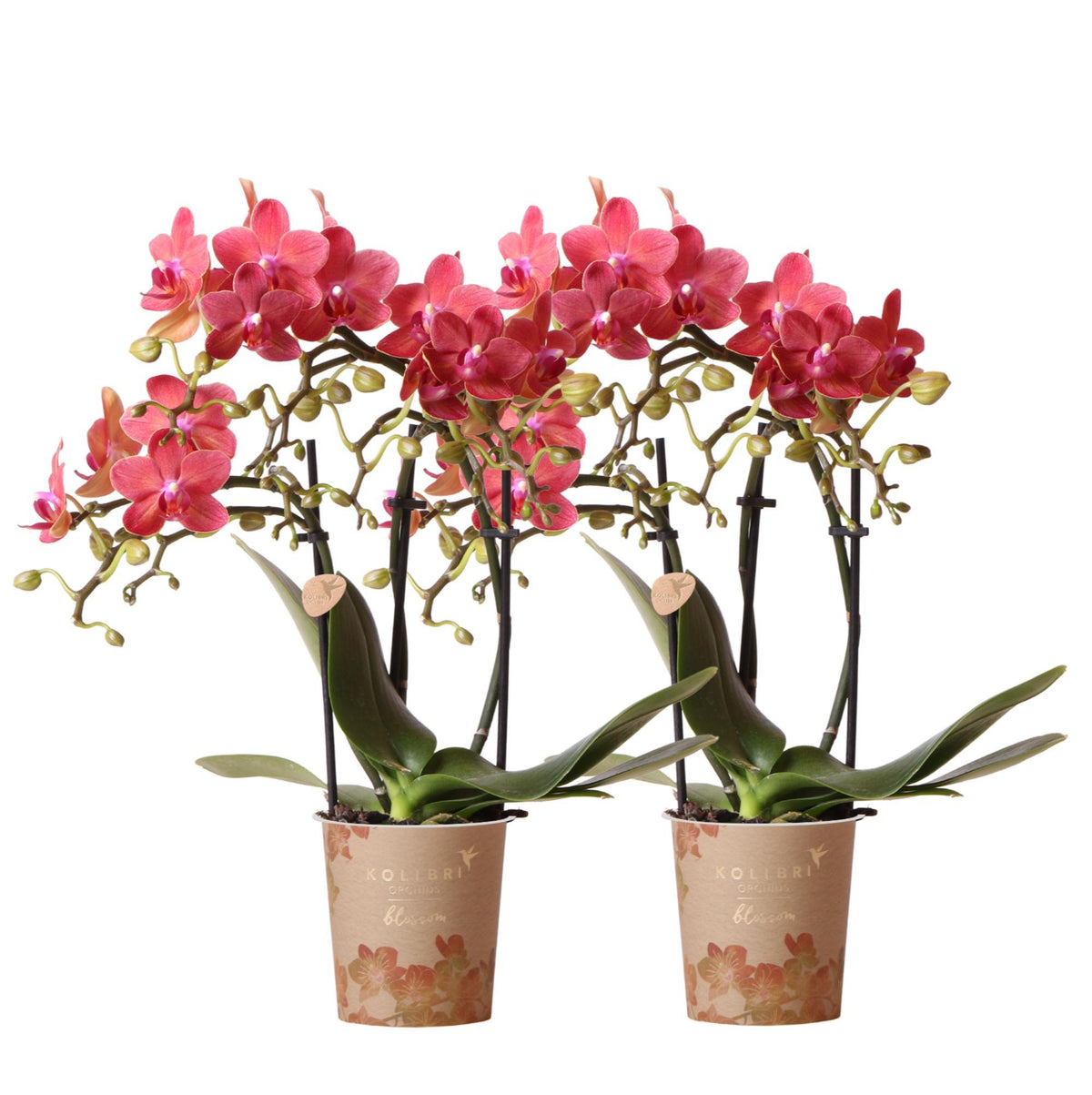 2 rode Phalaenopsis orchideeën - Congo - potmaat Ø9cm, een bloeiende kamerplant rechtstreeks van de kweker.