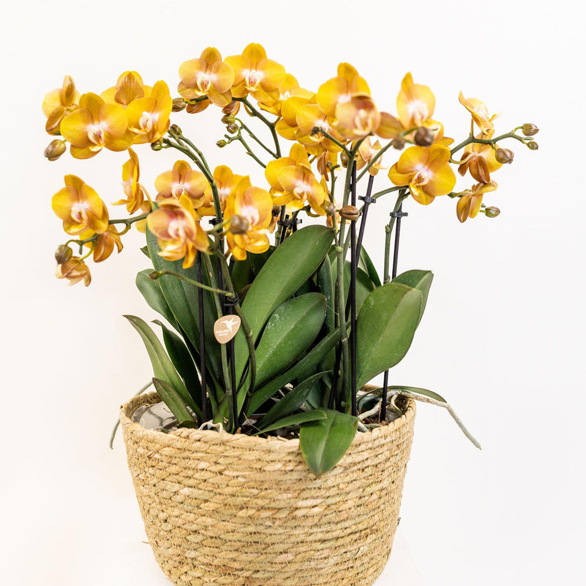 Set van drie oranje orchideeën in een Cotton Basket met waterreservoir. Inclusief Mono Bouquet met zelfvoorzienend waterreservoir.