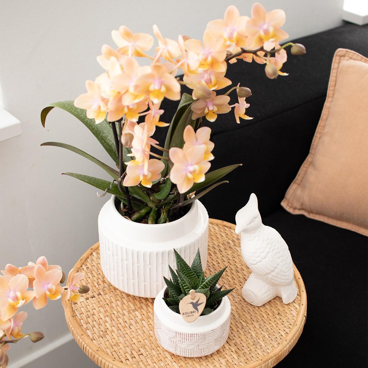 Verrassingsmix voor planten - voordelige plantenbox met 4 diverse orchideeën rechtstreeks van de kweker.
