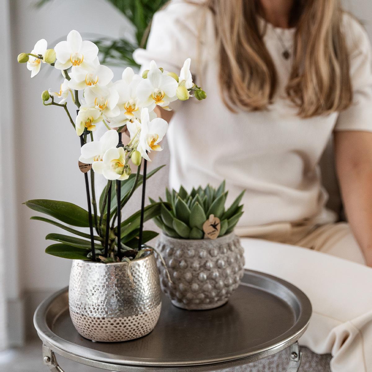 Witte Phalaenopsis orchidee - Amabilis + Elite pot silver- potmaat Ø9cm - 35cm hoog | bloeiende kamerplant - vers van de kweker