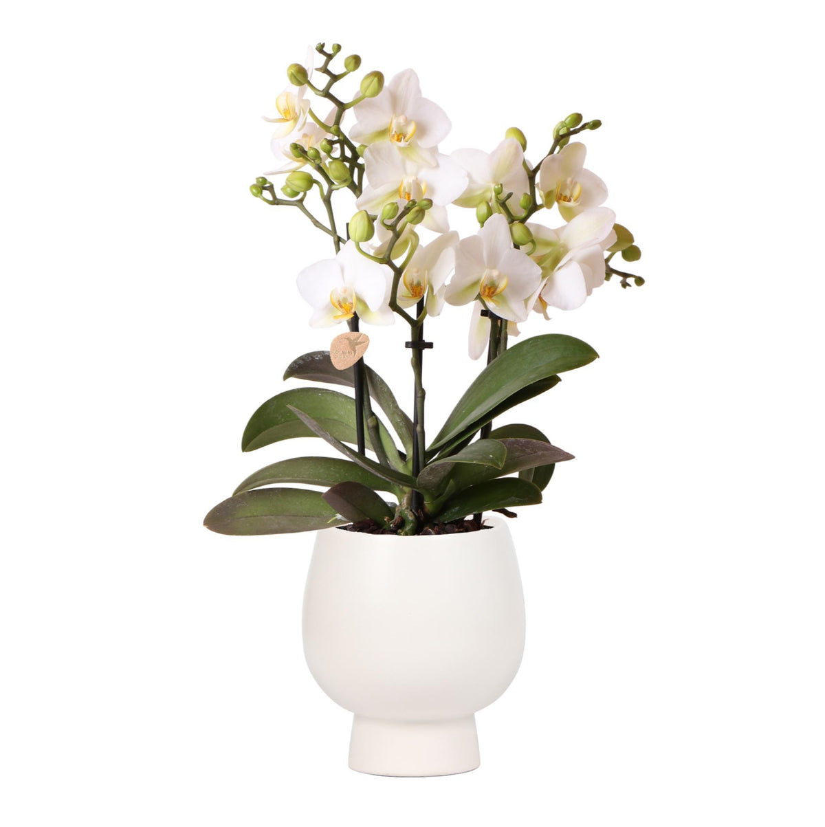 Witte phalaenopsis orchidee - Lausanne + Scandic witte sierpot - potmaat Ø9cm + 40cm hoog| bloeiende kamerplant - vers van de kweker
