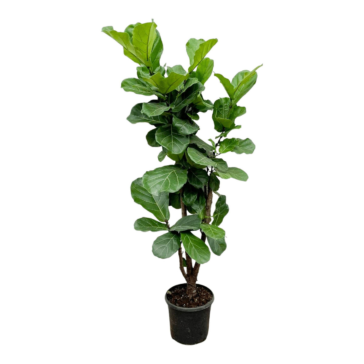 Ficus Lyrata vertakt - 180cm - ⌀30