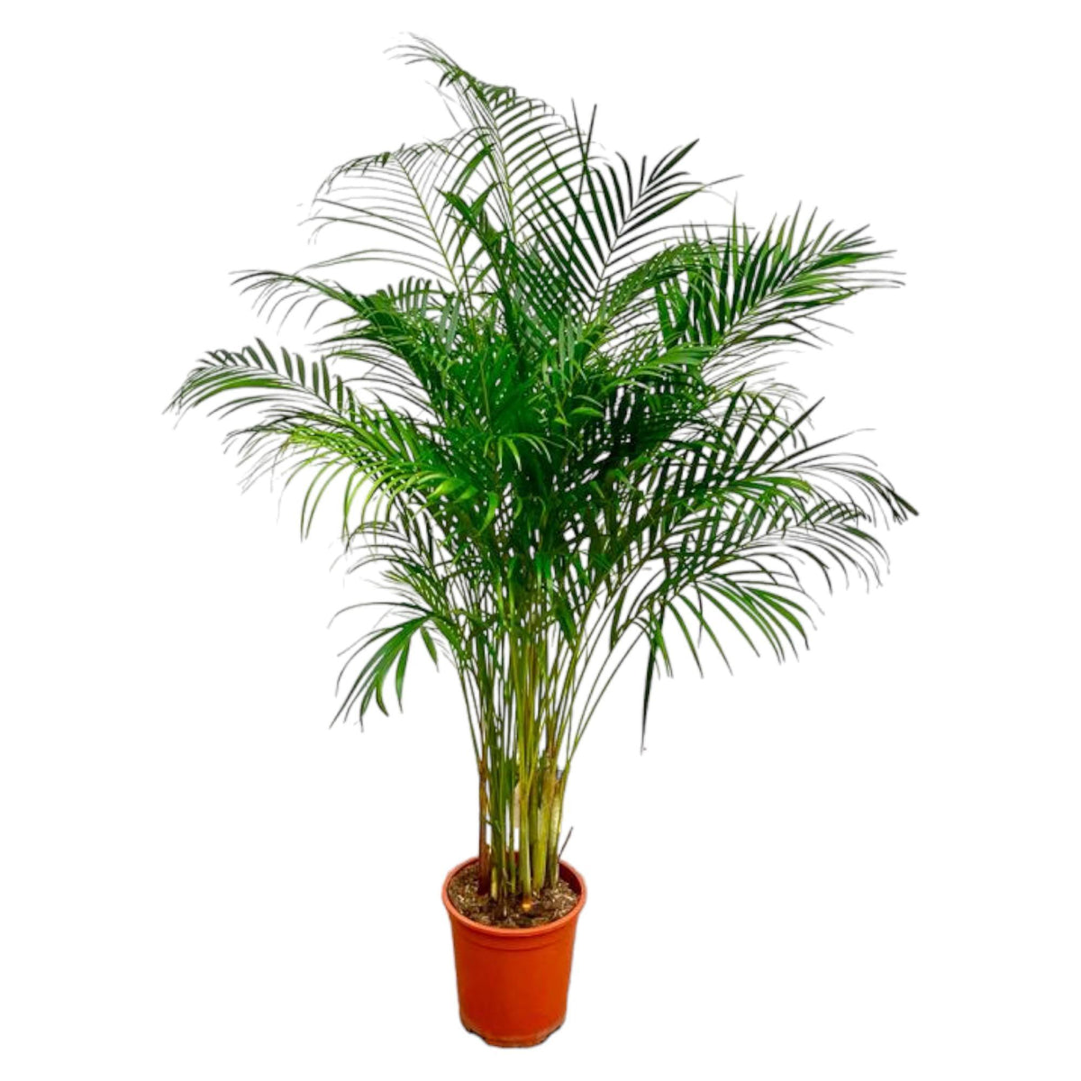 Areca Palm 180 cm - ø24