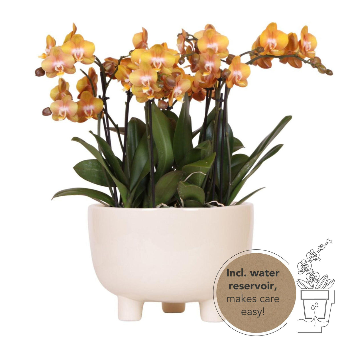 Oranje plantenset met Gummy dish, inclusief waterreservoir. Bevat drie oranje orchideeën en een Mono Bouquet in dezelfde kleur, met een zelfvoorzienend waterreservoir.