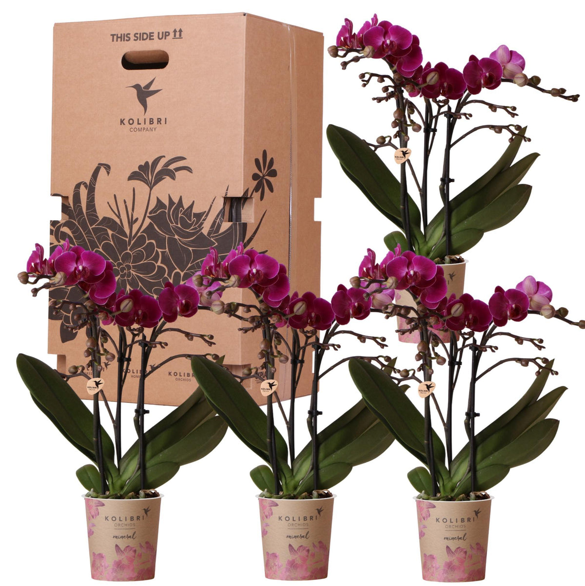Box vol verrassende eenkleurige planten - voordelige orchideeëndoos met 4 unieke exemplaren - direct van de kweker