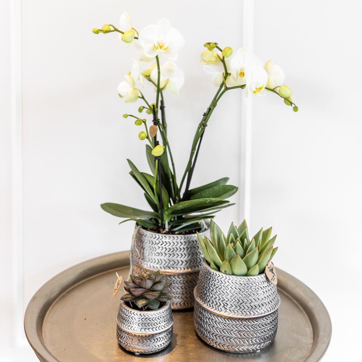 Zilveren plantenset Groove met een witte Phalaenopsis orchidee Amabilis van 9 cm en een groene Succulent Crassula Ovata van 6 cm. Inclusief zilveren keramieken sierpotten.