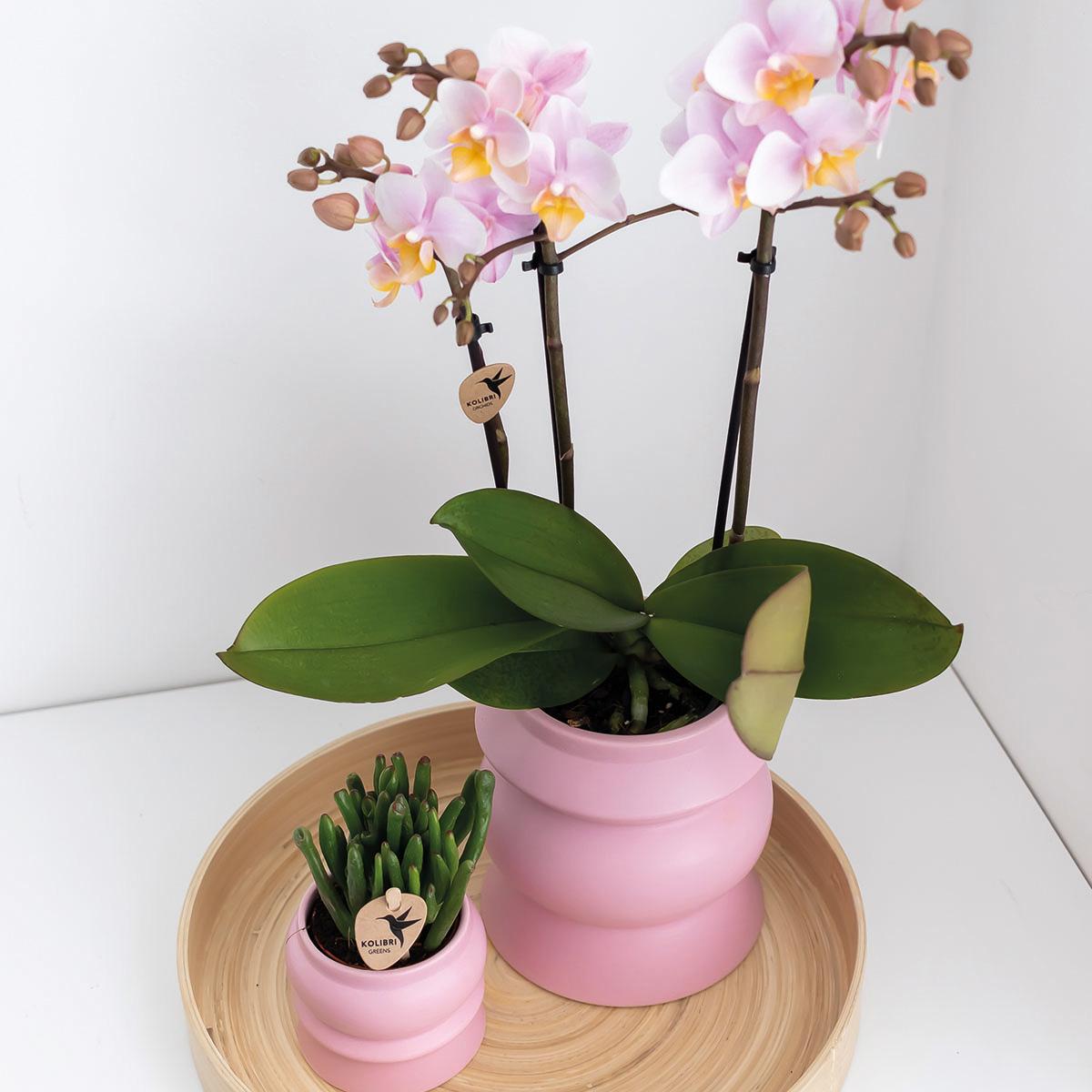 2 bloeiende roze phalaenopsis orchideeën in een potmaat van Ø9cm, rechtstreeks van de kweker, verkrijgbaar in de COMBI DEAL genaamd Andorra.