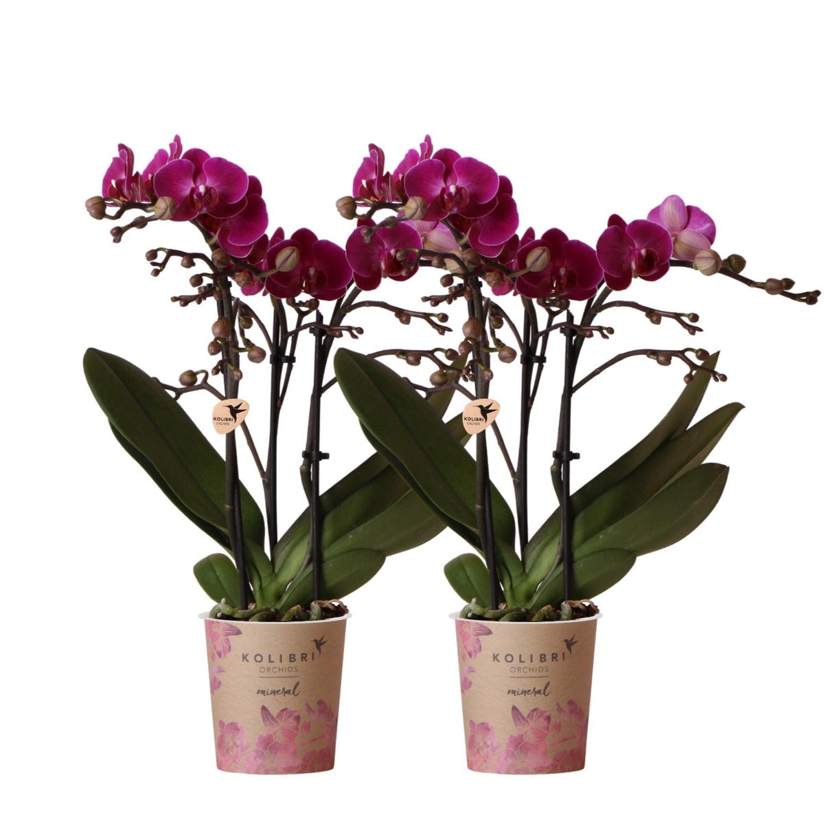 2 paarse phalaenopsis orchideeën in een combi deal - Morelia - Ø9cm potmaat | bloeiende kamerplanten direct van de kweker.