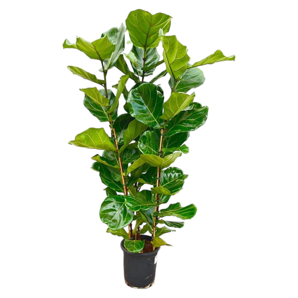 Ficus Lyrata struik - 160 cm - Ø30