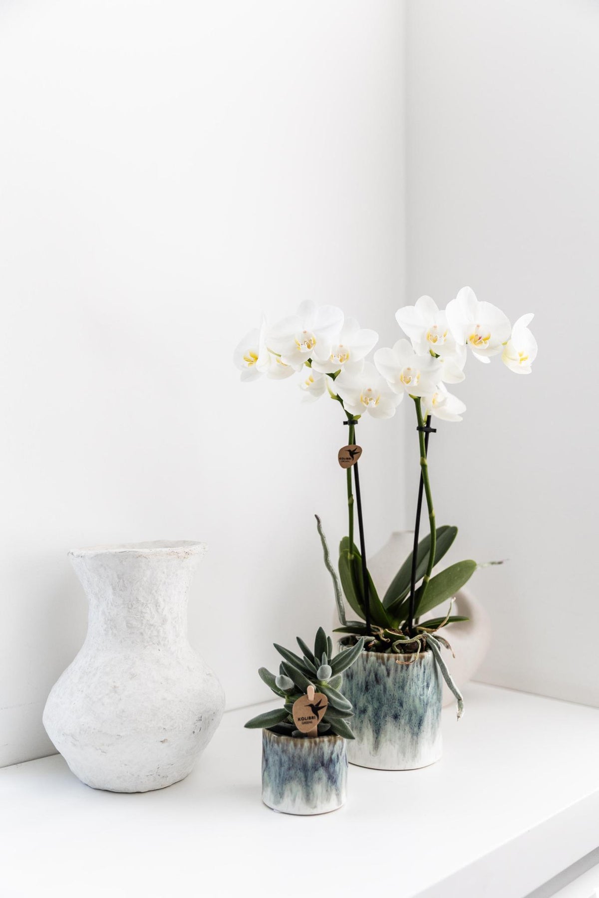Witte Phalaenopsis orchidee – Amabilis + Sky pot – potmaat Ø9cm – 40cm hoog | bloeiende kamerplant in bloempot - vers van de kweker