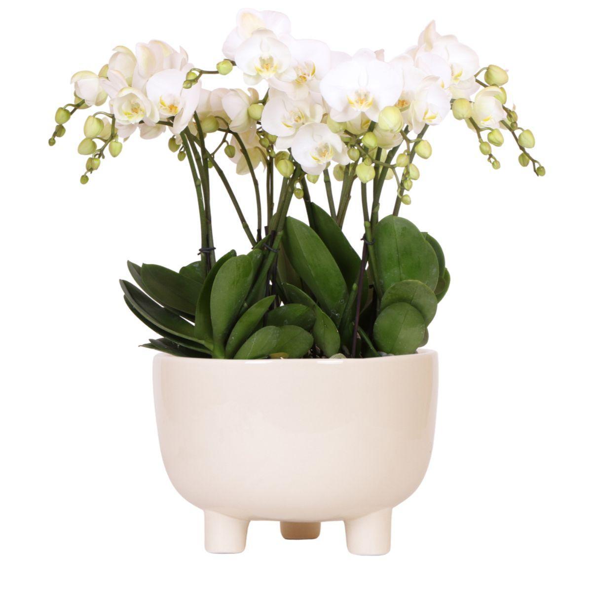 Witte plantenset met 3 orchideeën in een Gummy schaal, inclusief waterreservoir voor zelfvoorziening.